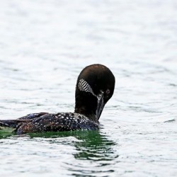 Great Northern Diver I